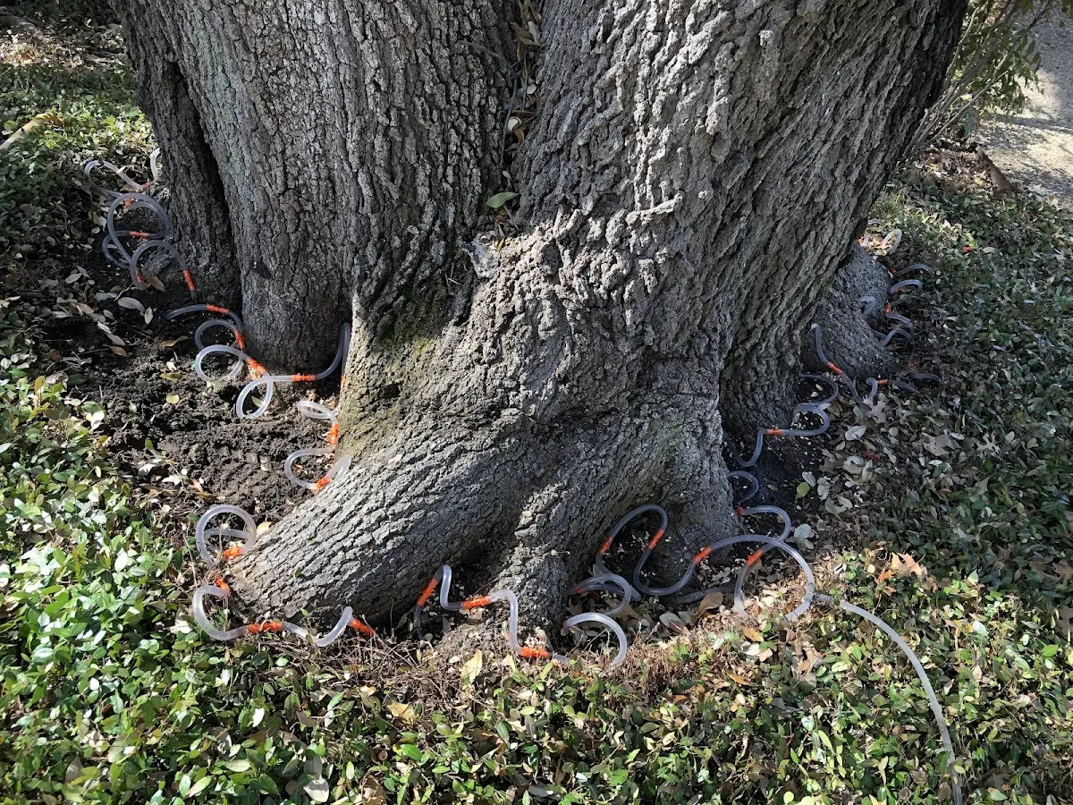 Detailed Tree Cabling and Bracing job site in Swannanoa