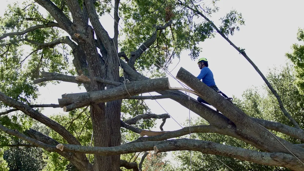 Professional Crown Thinning performed by certified arborists in Swannanoa